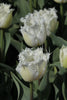 A vibrant fringed white tulip with green background and fringed blooms