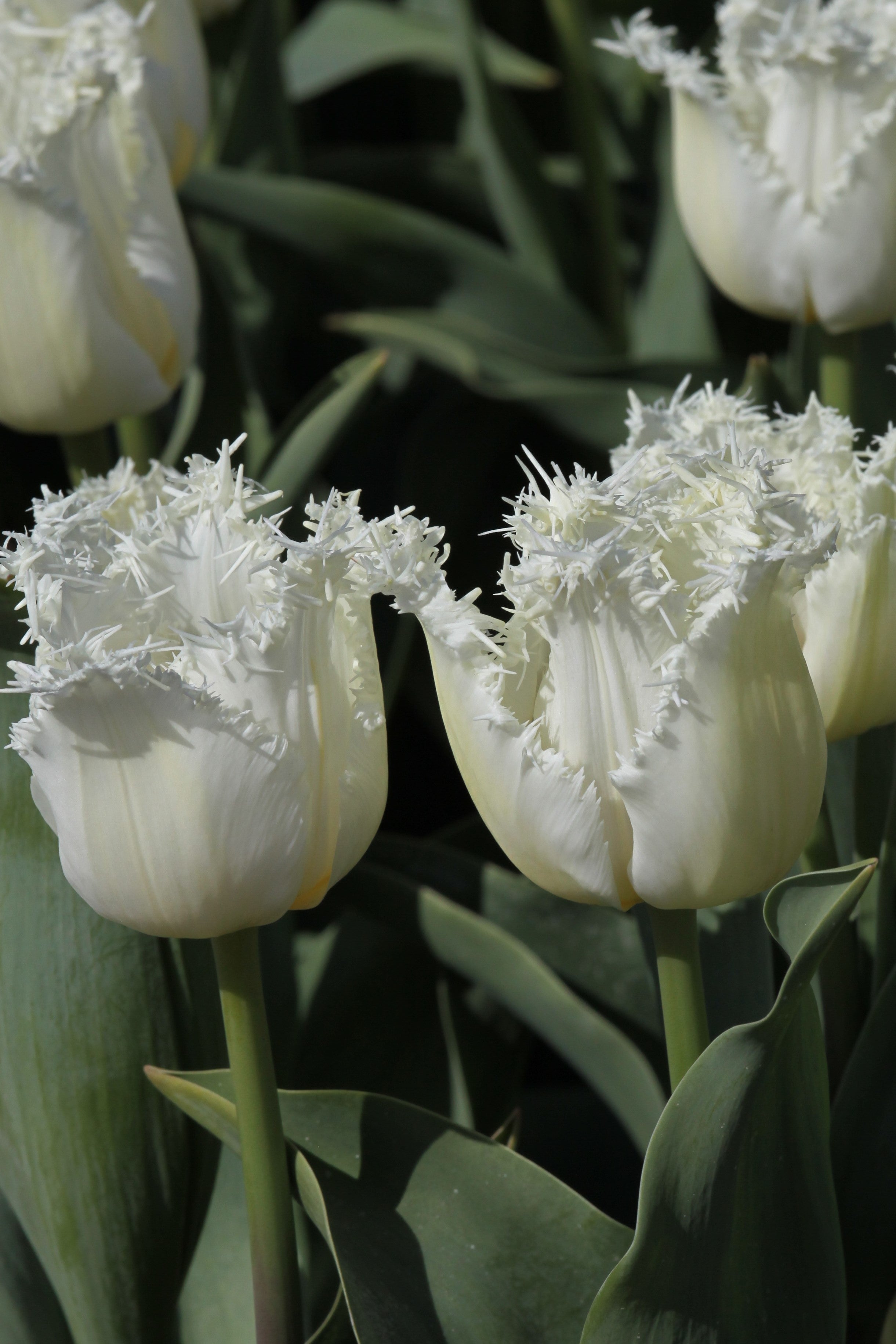 Beautiful North Pole fringed tulip showcasing delicate fringed petals in full bloom