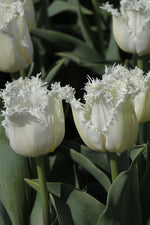 Tulip - North Pole