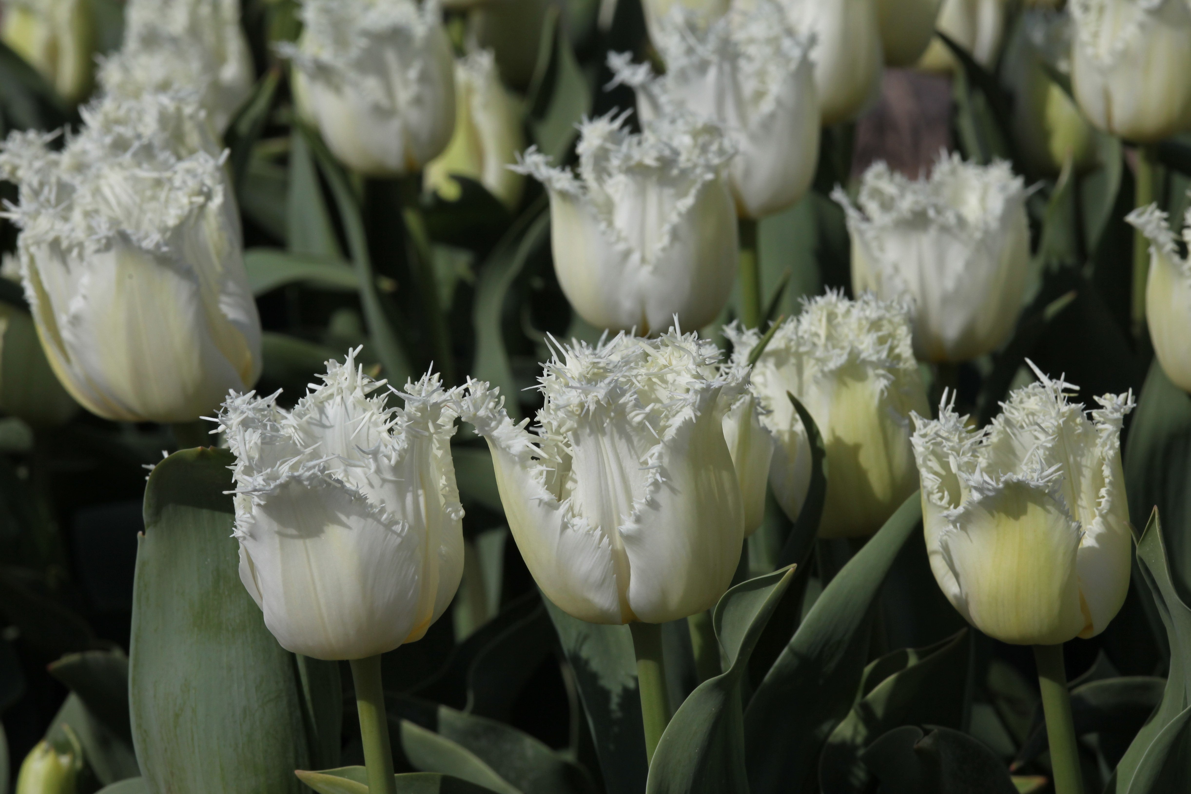 A stunning fringed tulip called North pole, standing on strong, green stems