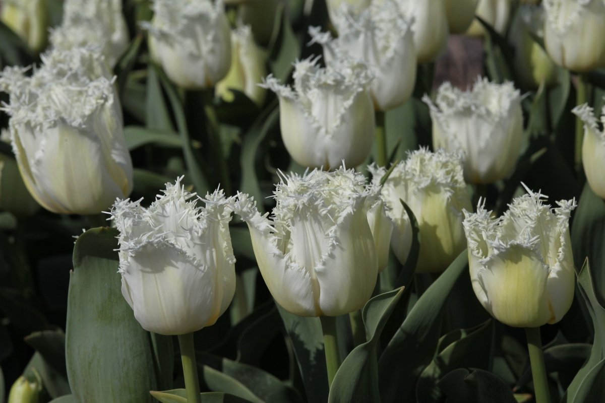 Tulip - North Pole