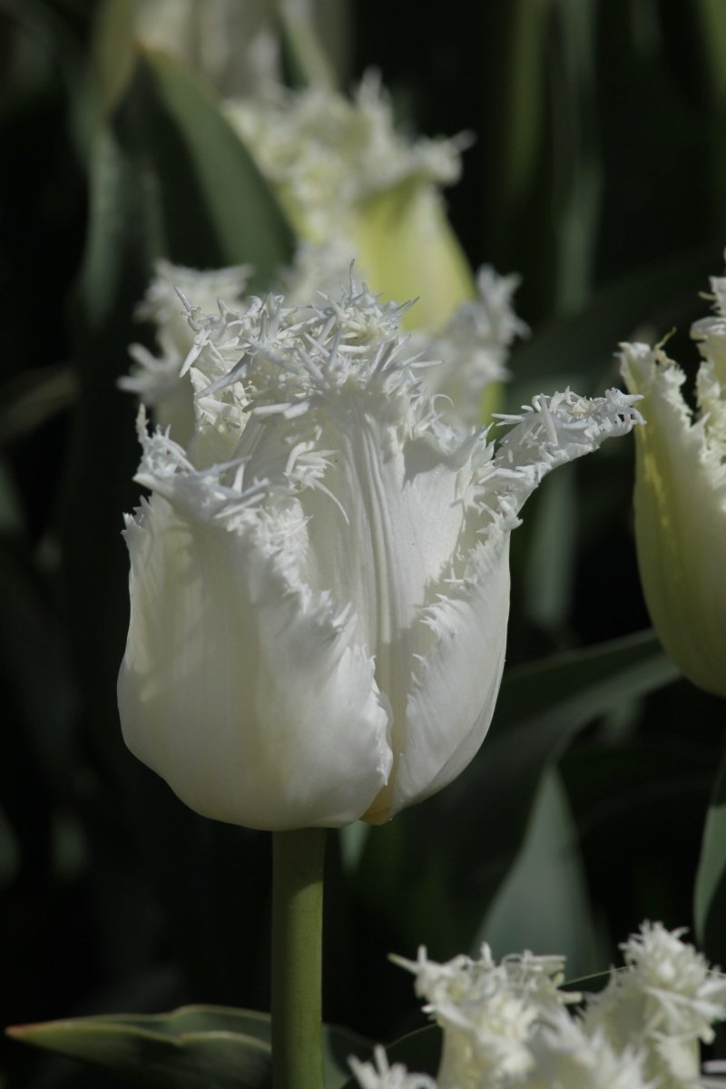 Tulip - North Pole