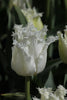 A close-up of a bright white fringed tulip, called North Pole