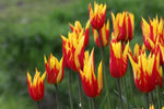 Tulip - Firework
