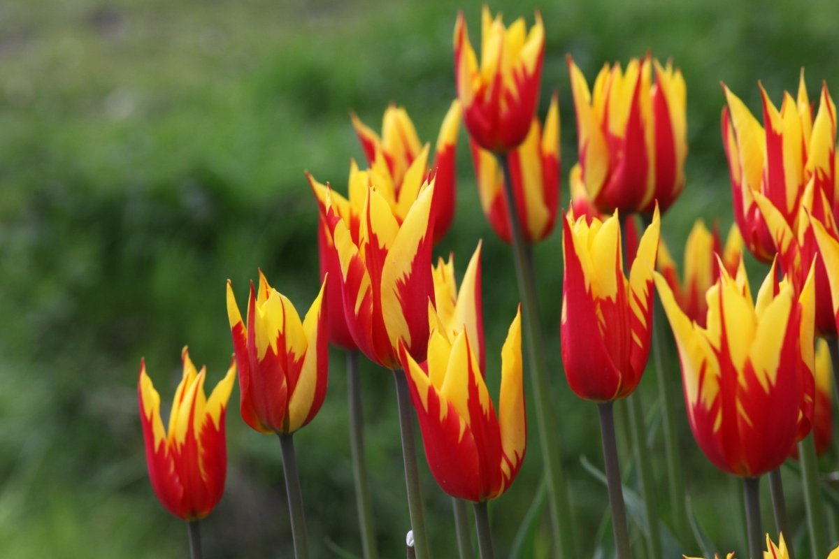 Tulip - Firework