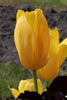 A close-up of a yellow single late tulip named Muscadet in bloom