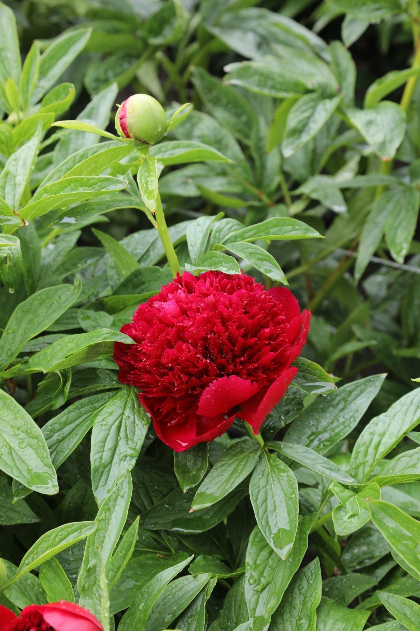 Red Charm