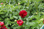 Peony - Red Charm