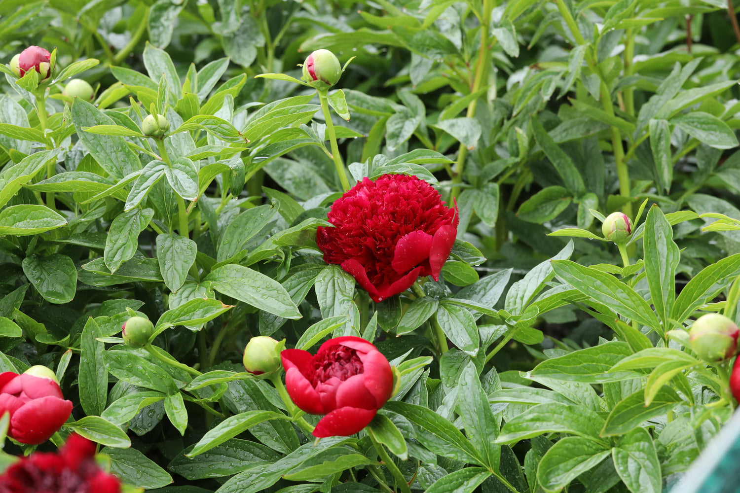 Red Charm