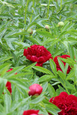 Peony - Red Charm