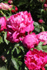 Load image into Gallery viewer, Red Sarah Bernhardt peony exudes beauty and elegance in bloom.