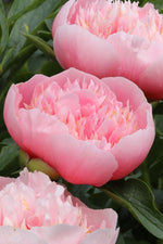 Peony - Etched Salmon