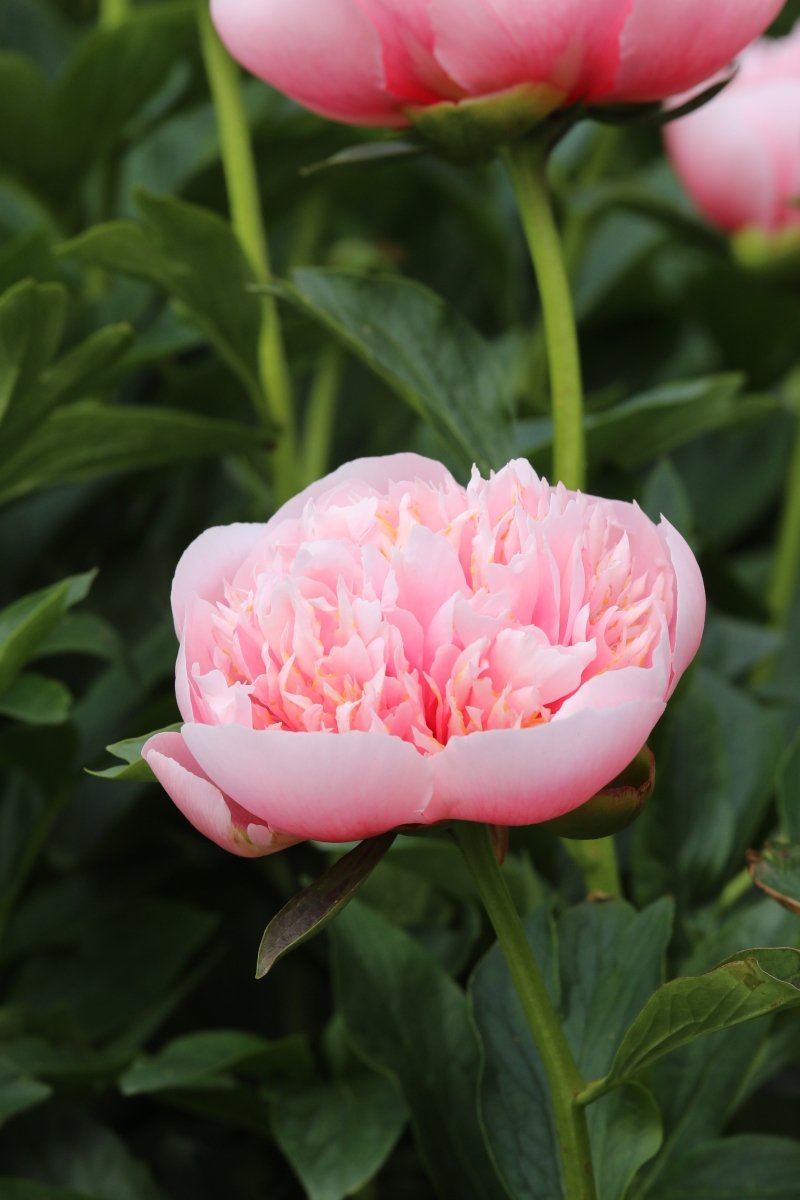 Peony - Etched Salmon