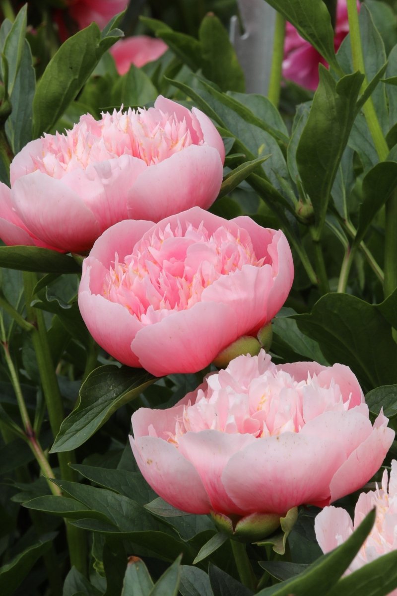 Peony - Etched Salmon