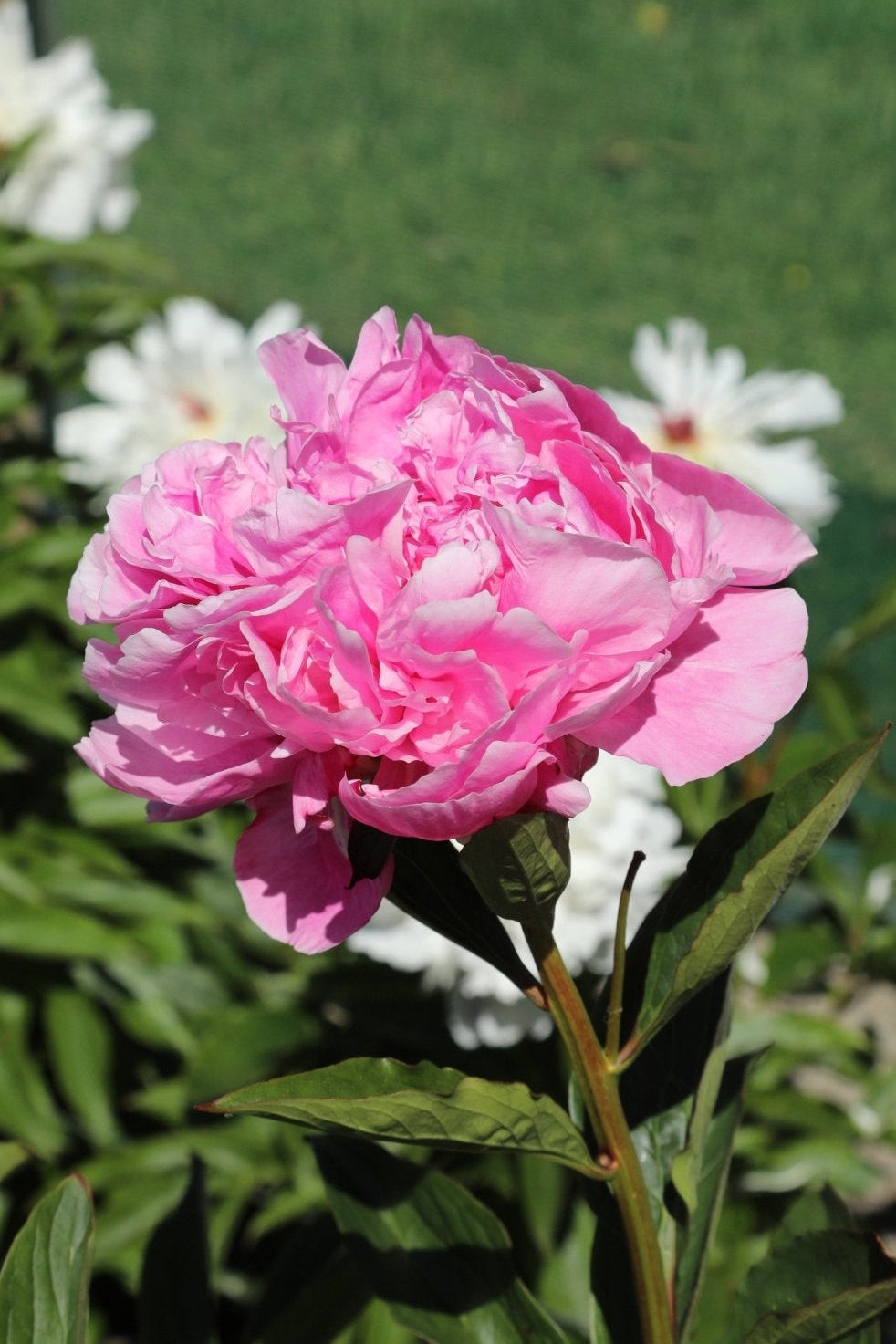 Itoh Peony Bartzella