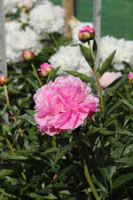Peony - Alexander Fleming
