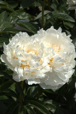 Peony - Bowl of Cream