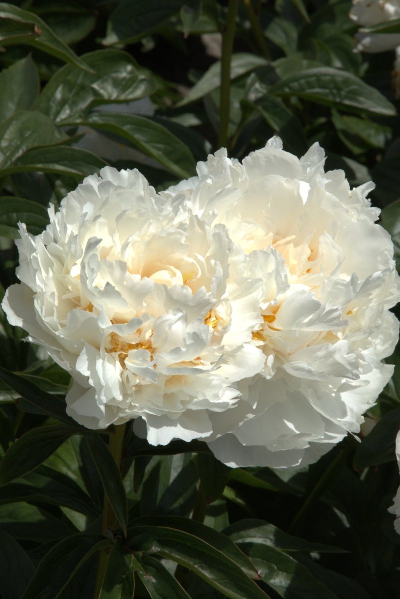 Peony - Bowl of Cream