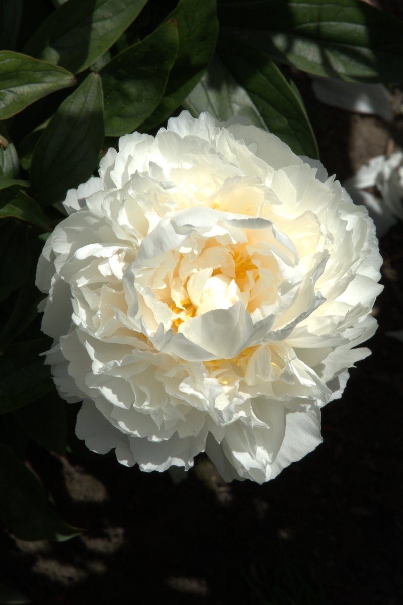 Peony - Bowl of Cream