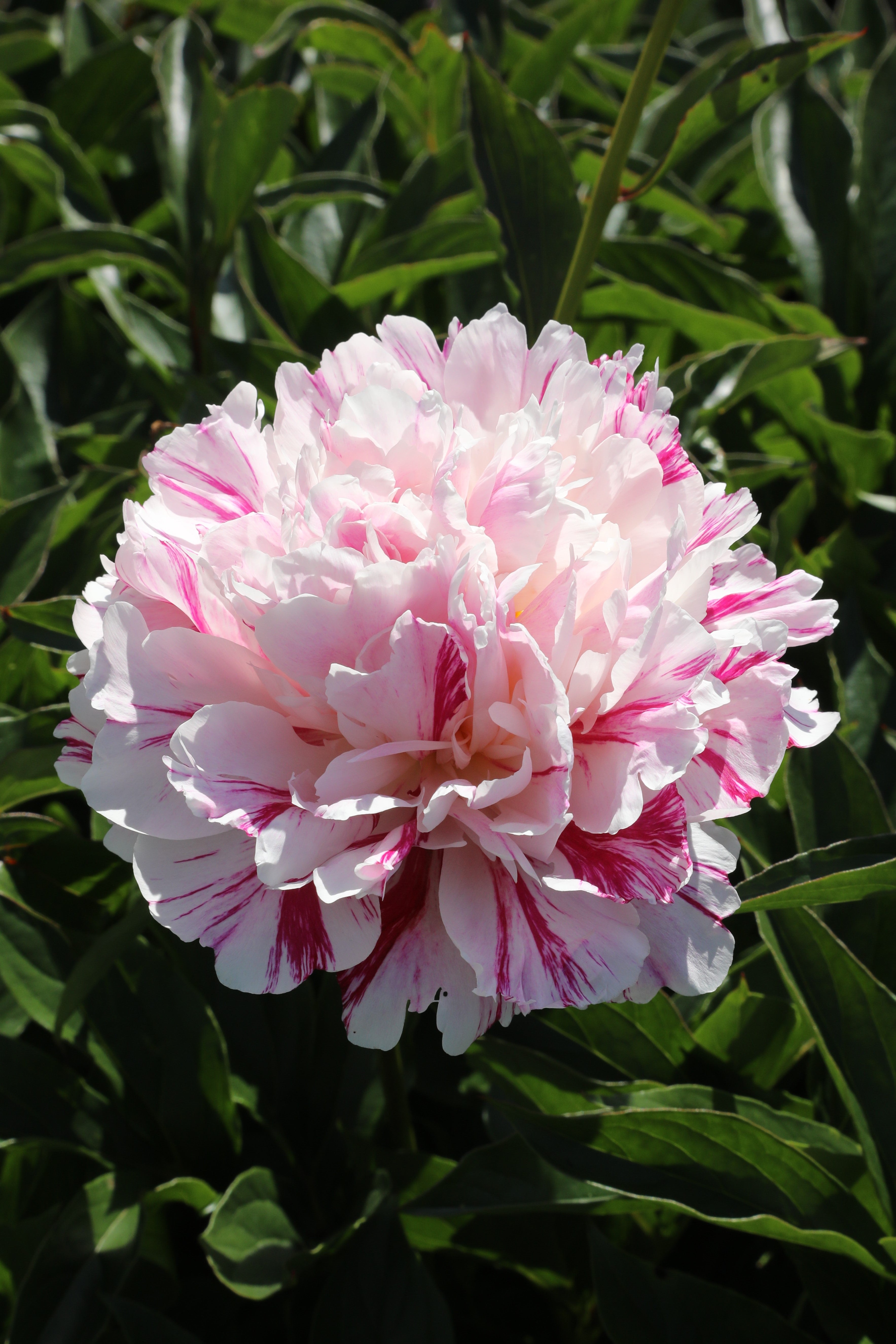 Enchanting Candy Stripe peony: nature's candy-colored masterpiece with green background