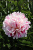 Load image into Gallery viewer, Enchanting Candy Stripe peony: nature&#39;s candy-colored masterpiece with green background