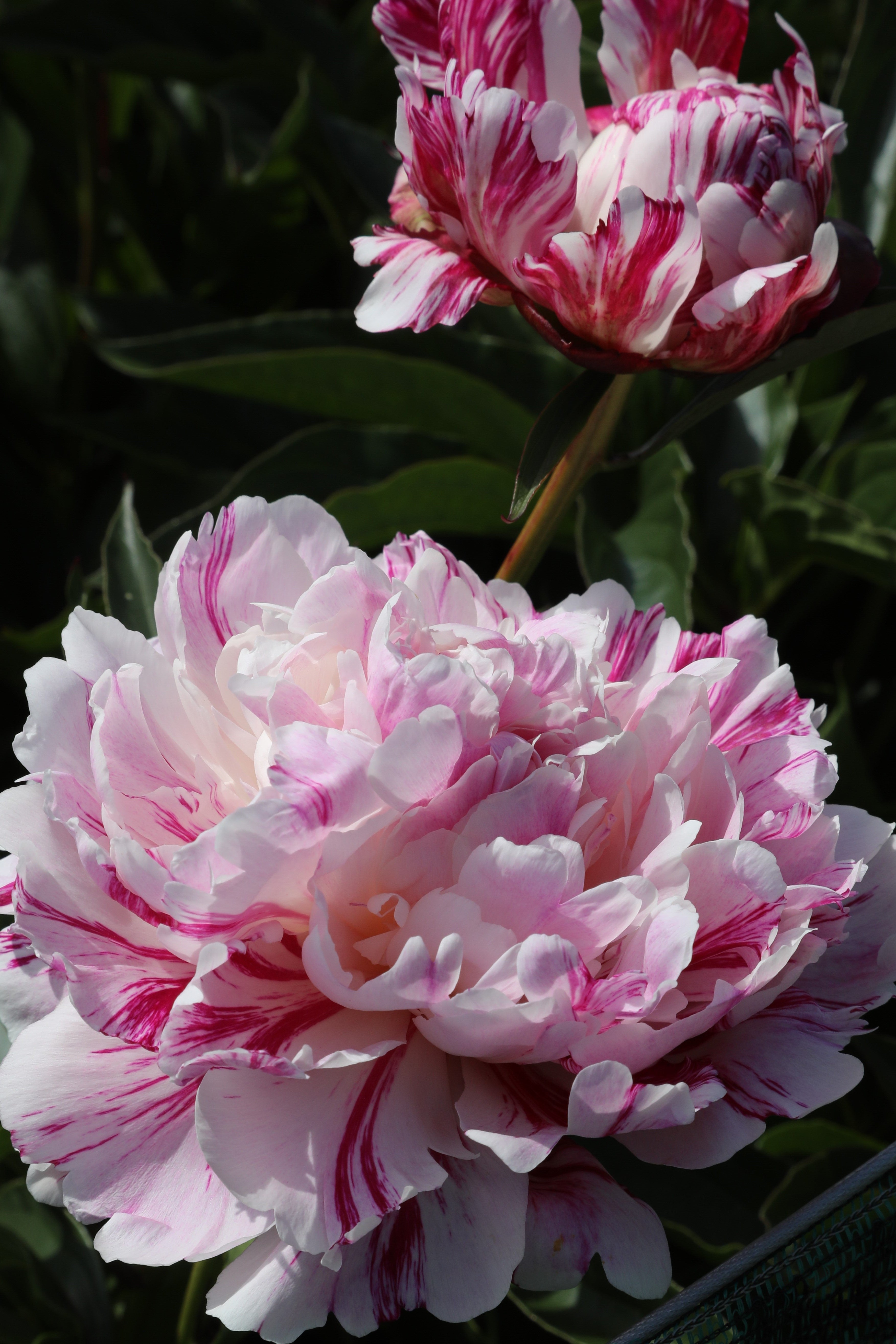 Gorgeous Candy Stripe peony with delicate pink and white petals.