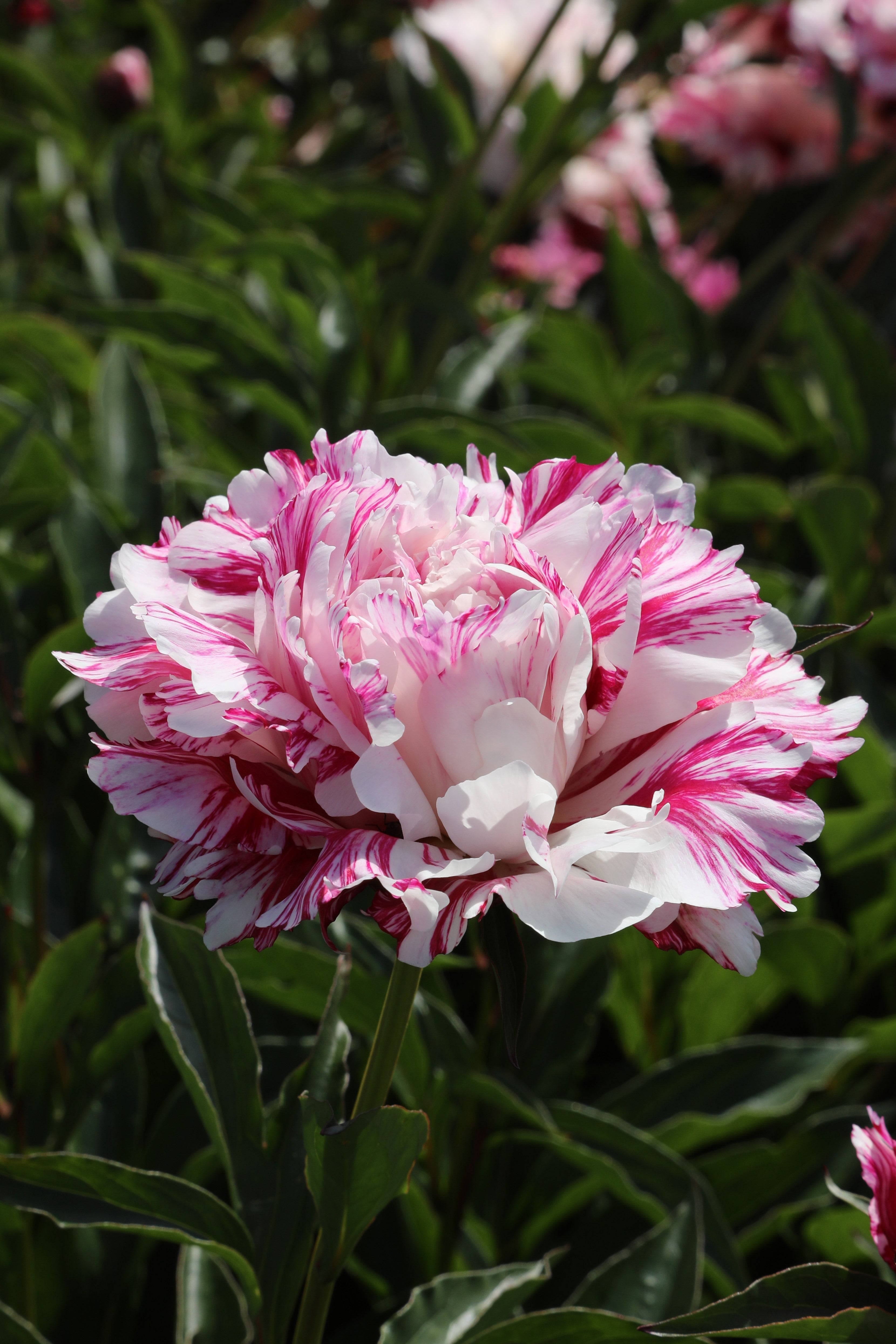 Captivating Pink with red Candy Stripe peony adds charm to floral landscapes