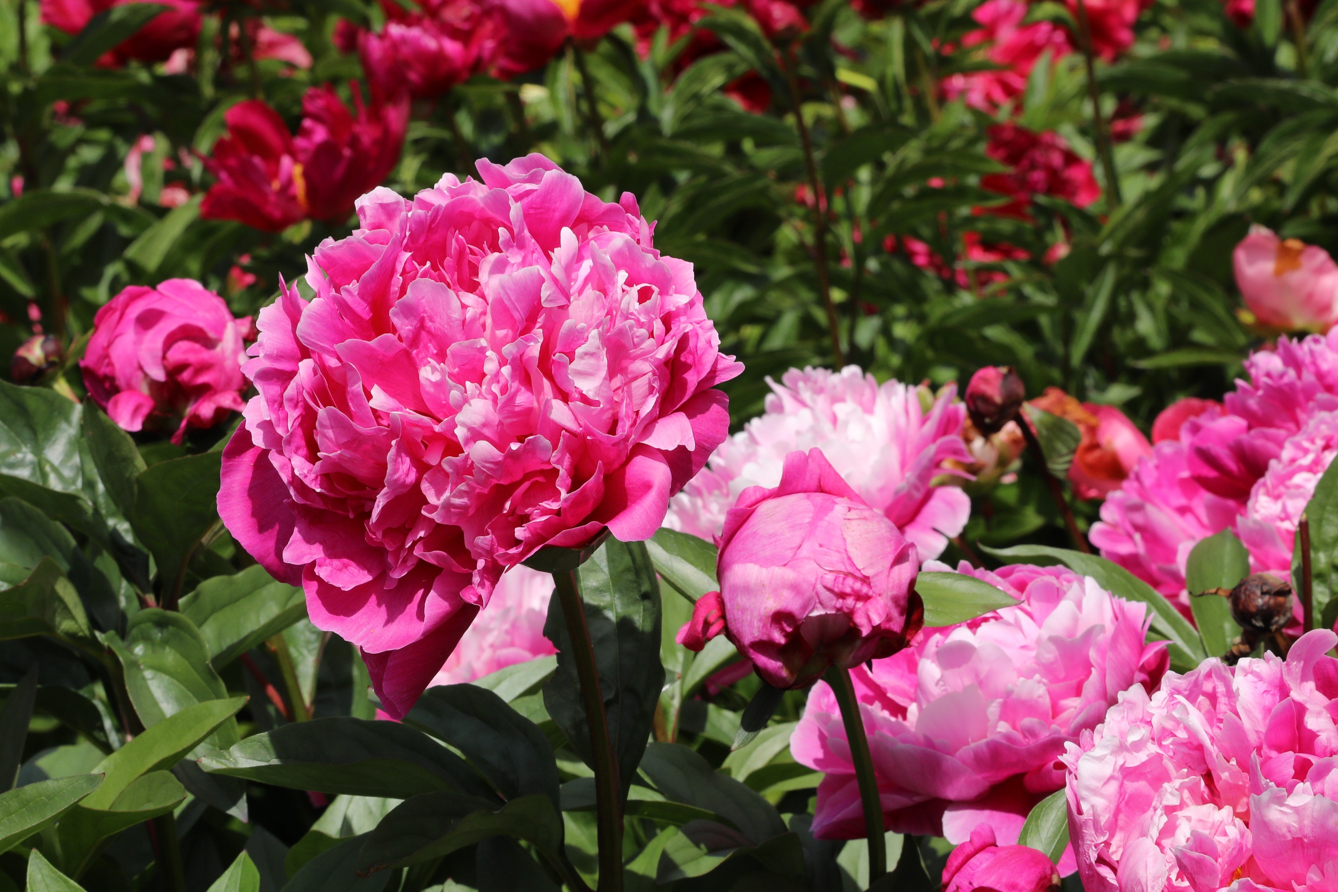 Elegant Red Sarah Bernhardt peony: a floral masterpiece in red.