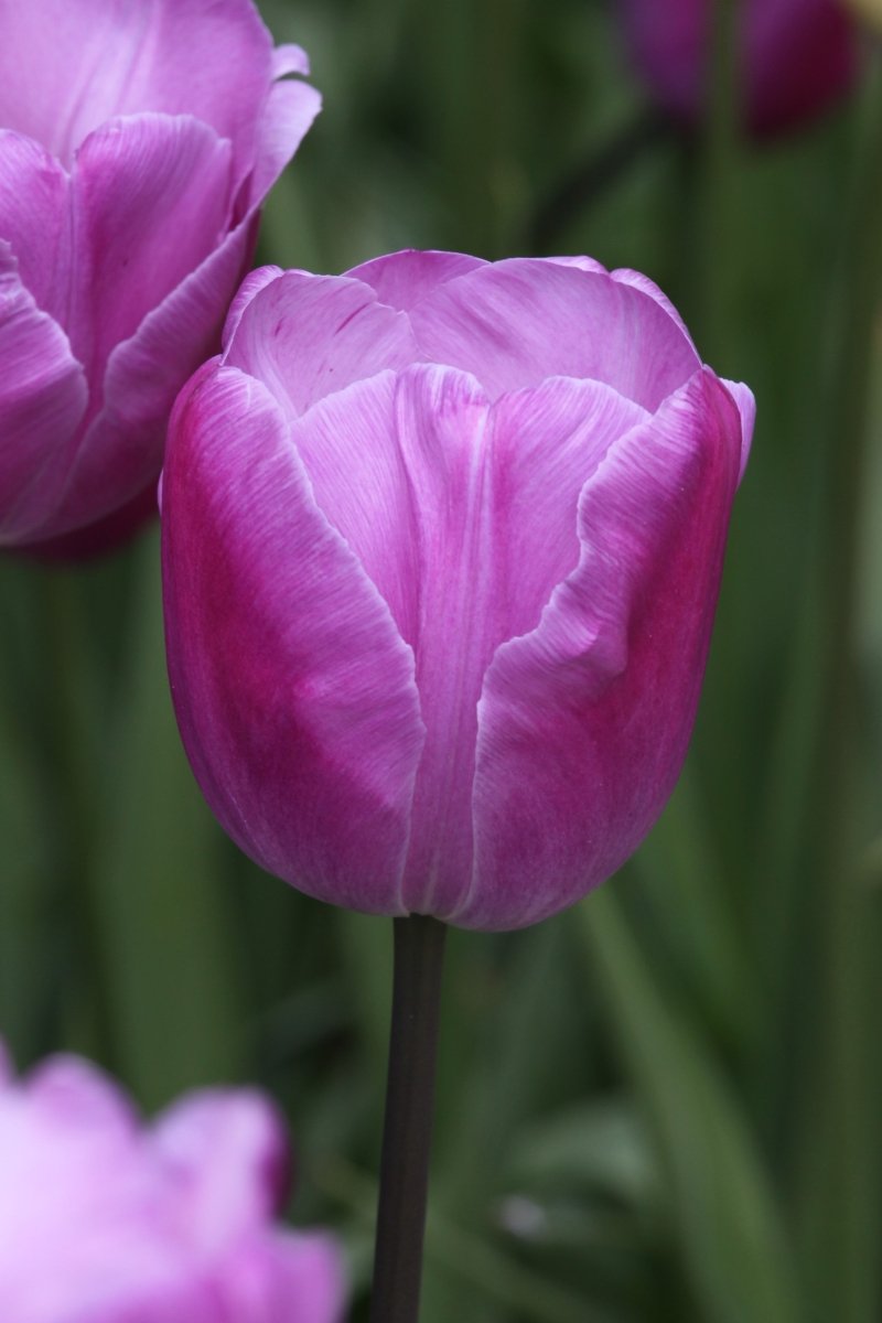 Tulip - André Rieu