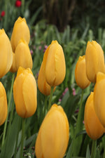 Tulip - Muscadet