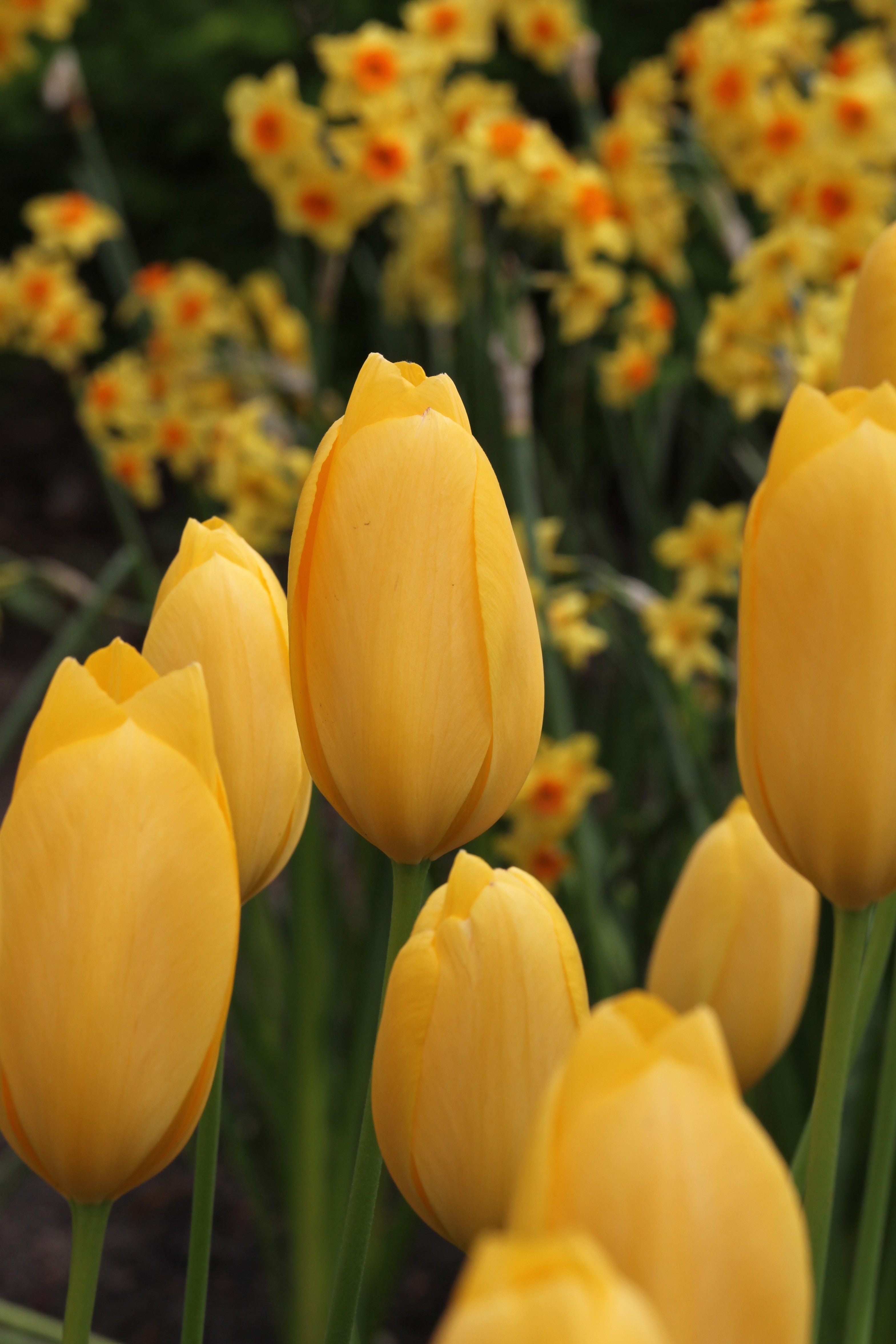 Close-up of Single late tulip Muscadet, with golden-yellow blooms