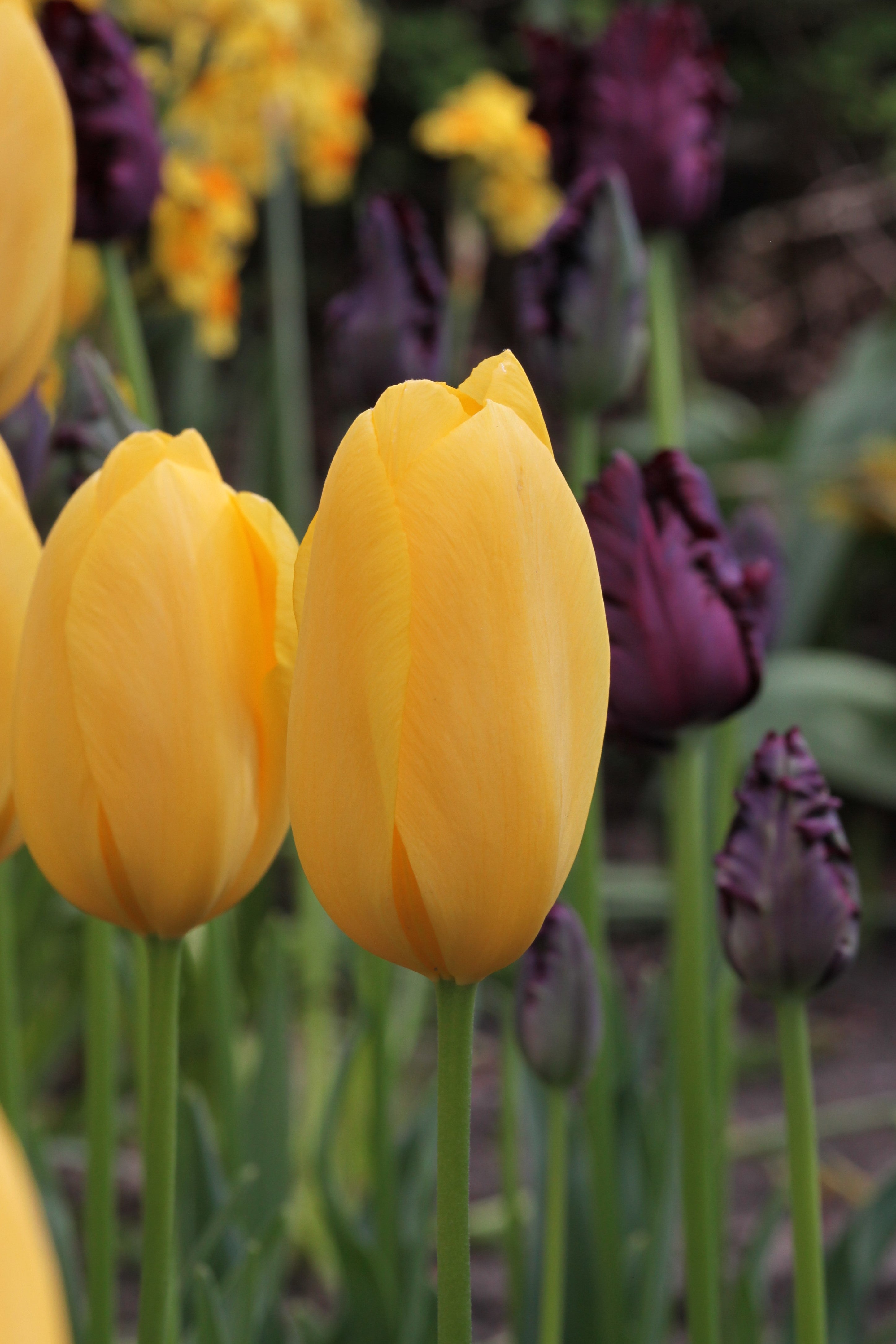 Single late tulips muscadet has golden-yellow, elegant petals in full bloom