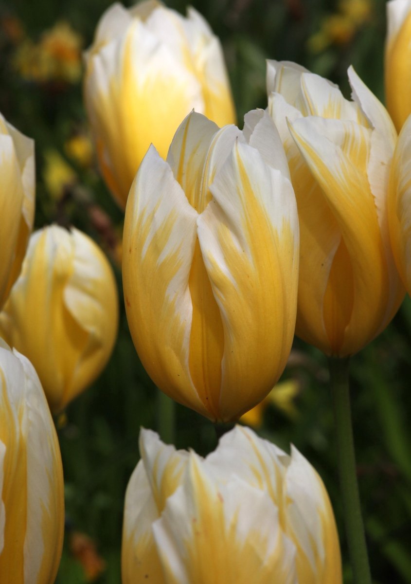 Tulip - Sweetheart