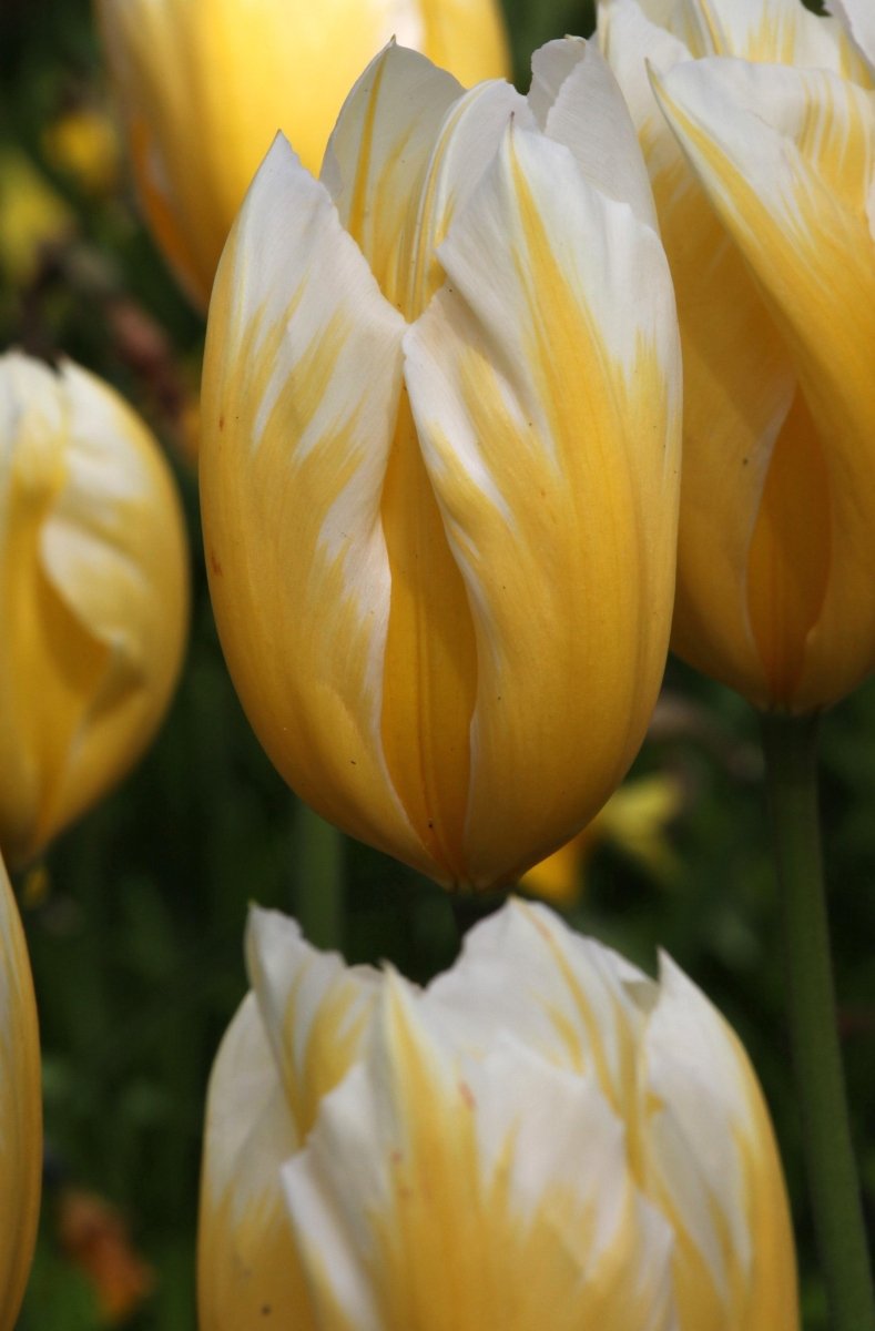 Tulip - Sweetheart