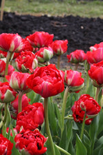 Tulip - Bombastic Red