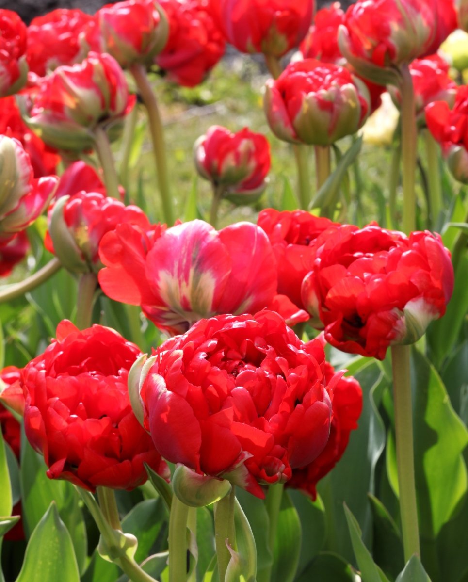 Bombastic Flower Bombastic Red - Tulip Bulbs | DutchFlowerBulbs – dutchflowerbulbs.com