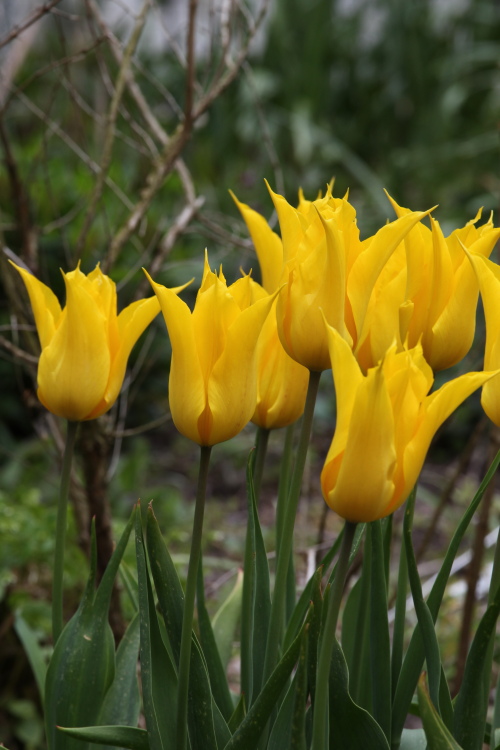 Beautiful Lily flowering tulip, Flashback, displaying its yellow blooms.