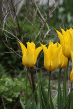Tulip - Flashback