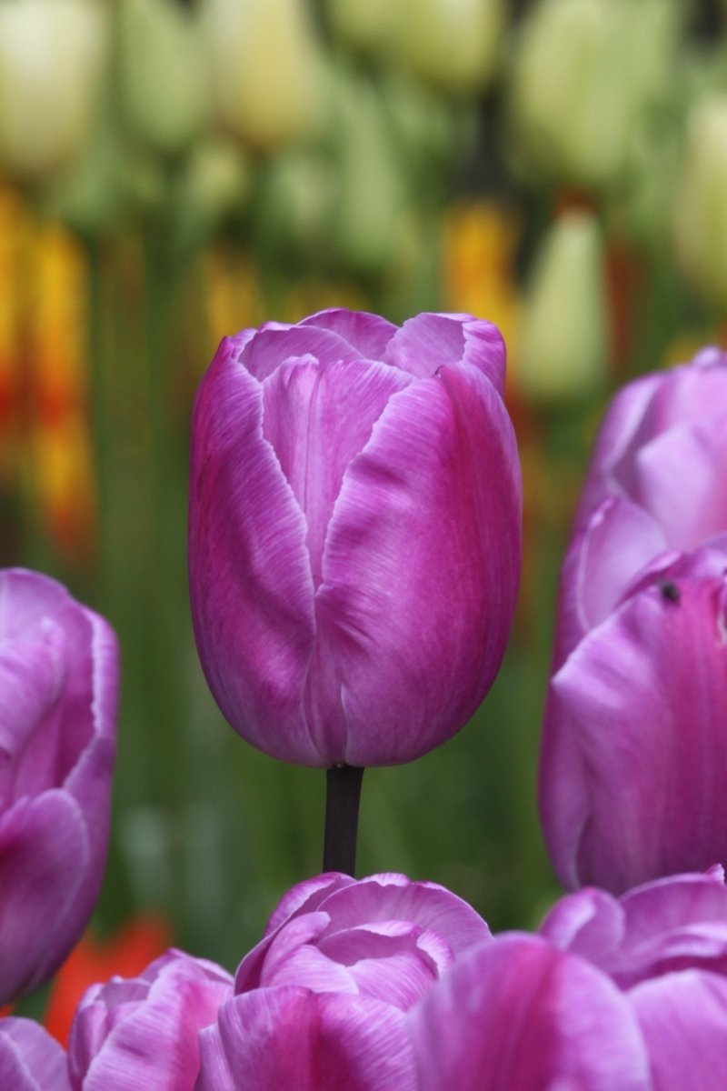 Tulip - André Rieu