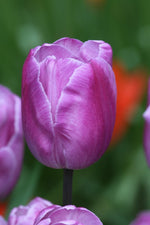 Tulip - André Rieu