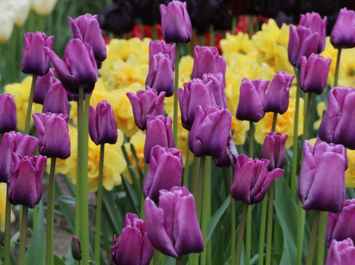 Tulip - Bleu Aimable