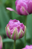 Purple tulip with multiple layers of petals, known as Double late Blue Spectacle.