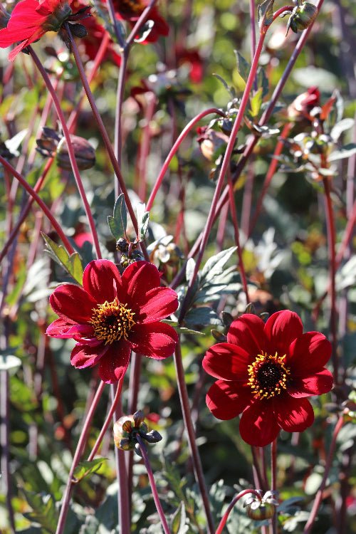 Dahlia - Bishop of Auckland