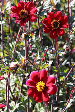 Dahlia - Bishop of Auckland
