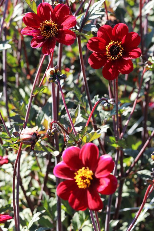 Dahlia - Bishop of Auckland