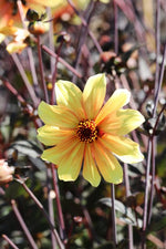 Dahlia - Bishop of York