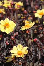 Dahlia - Bishop of York