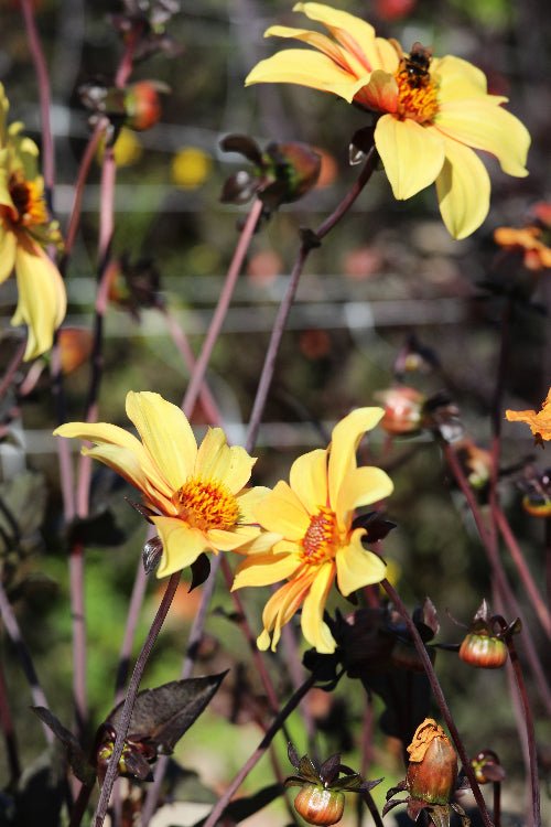 Dahlia - Bishop of York