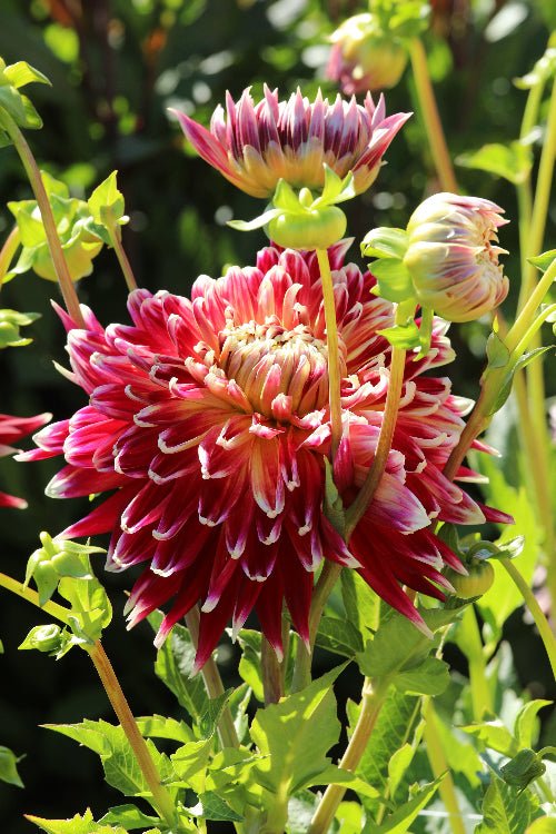 Dahlia - Akita