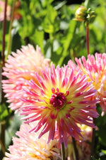 Dahlia - Karma Sangria
